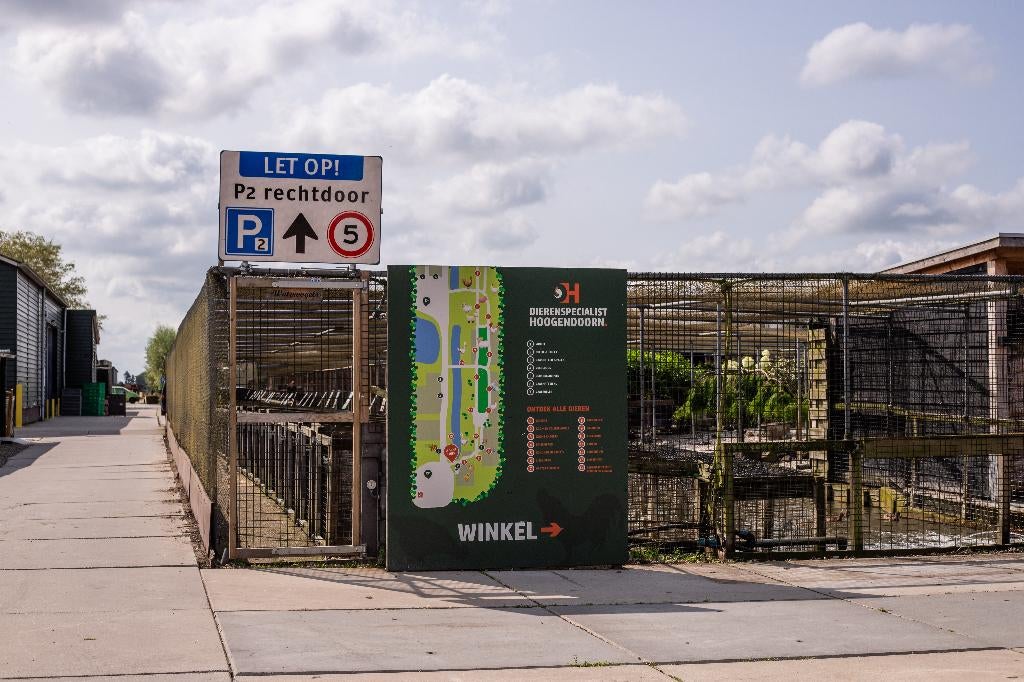 Faverolle kriel kippen kuikens | Gesekst en Ingeënt, Vrouwelijk, Kip