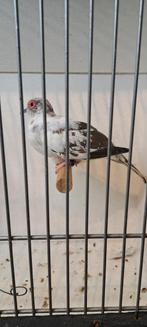 Bonte diamand duiven duifjes, Dieren en Toebehoren, Vogels | Overige Vogels, Meerdere dieren, Geringd