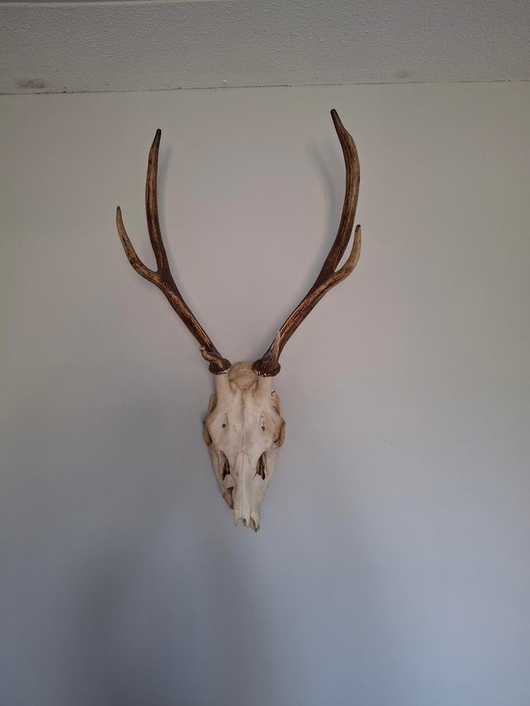 Hertenkop met gewei - Decoratief object, Ophalen, Gebruikt