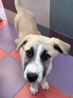 ACE: Jackel is op zoek naar een begripvol baasje, Particulier, 8 tot 15 weken, Buitenland, Parvo