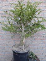 Bonsai: Hemlock-spar, Tuin en Terras, Planten | Bomen, Ophalen, Bloeit niet, Halfschaduw, Overige soorten