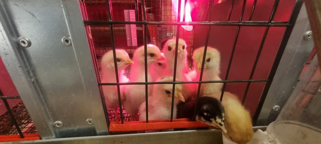 Kuikens bonte kippen, Dieren en Toebehoren, Pluimvee, Meerdere dieren, Kip