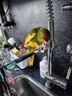 Koppel tamme kakarikis, Dieren en Toebehoren, Meerdere dieren, Parkiet, Pratend