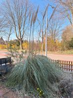 Pampasgras - pluimenplant, Ophalen, Volle zon, Vaste plant, Siergrassen