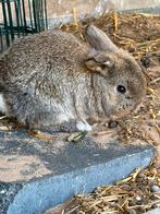 Baby dwergkonijn, Dieren en Toebehoren, Konijnen, Meerdere dieren, Dwerg