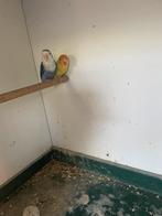 Laatste 7 stuks mutatie fischerie’s, Meerdere dieren, Dwergpapegaai of Agapornis