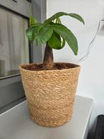Geldboompje (Pachira Aquatica), Overige soorten, In pot, Minder dan 100 cm, Groene kamerplant