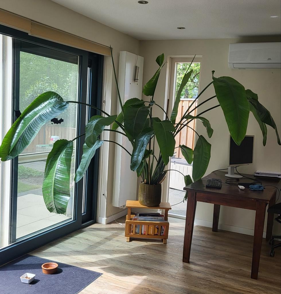 Strelitzia Nicolai plant, Huis en Inrichting, Kamerplanten, Ophalen, Overige soorten, Halfschaduw, 150 tot 200 cm