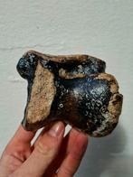 Neushoorn rolbeen astragalus fossiel, Ophalen of Verzenden, Fossiel