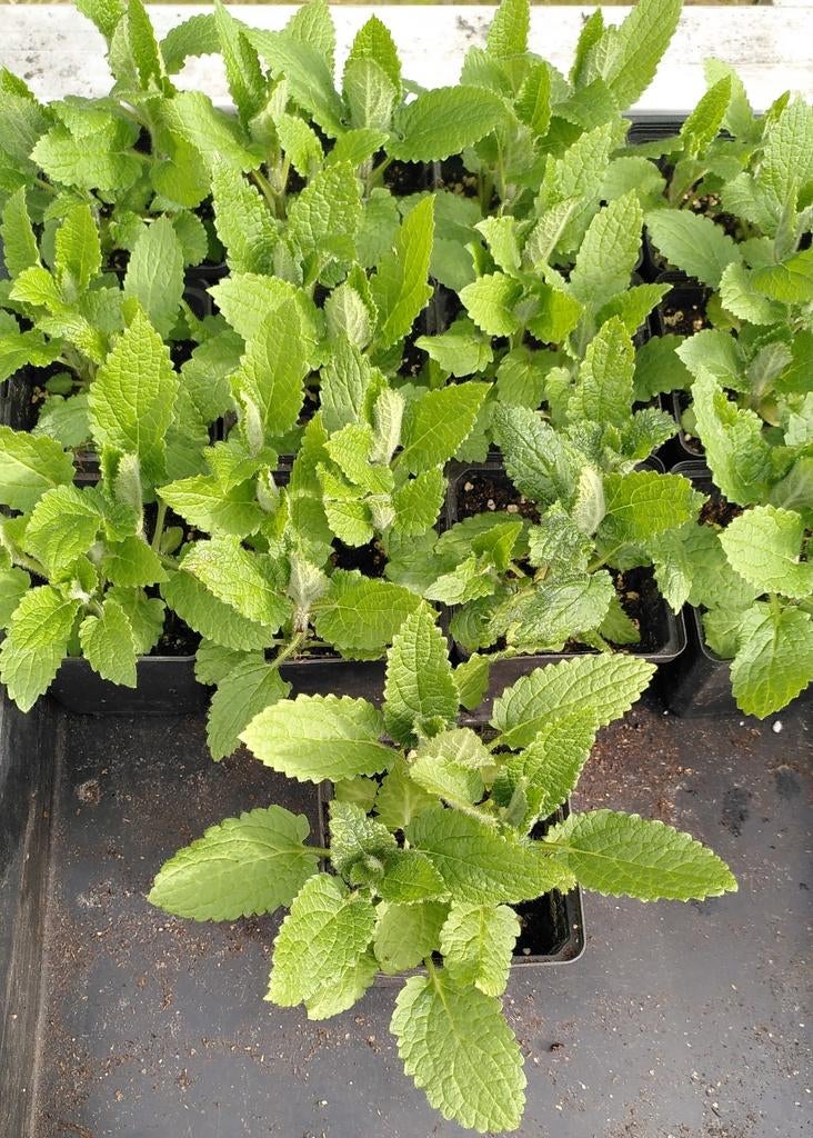 Crosne / Stachys affinis. Biologische. Alleen 3 beschikbaar., Ophalen, Eenjarig, Groenteplanten, Volle zon