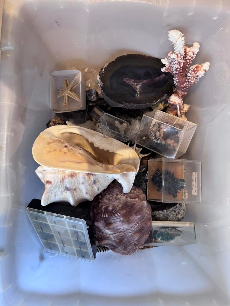 Verzameling stenen & schelpen, Verzamelen, Mineralen en Fossielen, Ophalen, Schelp(en)