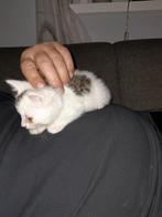 Kittens, Meerdere dieren