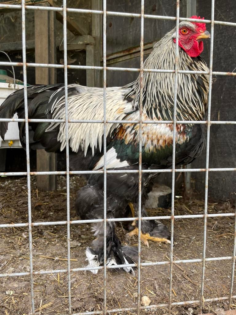 Brahma haan gratis, Dieren en Toebehoren, Pluimvee, Mannelijk, Kip