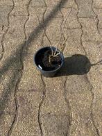 Pindakaasboompje (Clerodendrum bungei), Volle zon, Vaste plant, Zomer, Ophalen