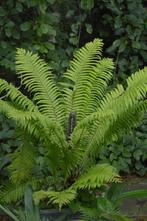 Diverse soorten volwassen varens, Tuin en Terras, Ophalen, Bloeit niet, Overige soorten, Halfschaduw