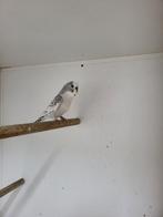 Kleurgrasparkieten mannen, Dieren en Toebehoren, Vogels | Parkieten en Papegaaien, Mannelijk, Parkiet, Geringd