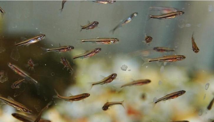 Gratis  voervis -  200+ jonge rainbow shiners, Dieren en Toebehoren, Vissen | Vijvervissen, Goudvis(sen)