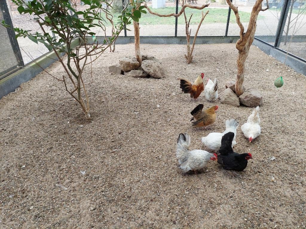 Broedeieren van de Serama, Dieren en Toebehoren, Pluimvee, Geslacht onbekend, Kip