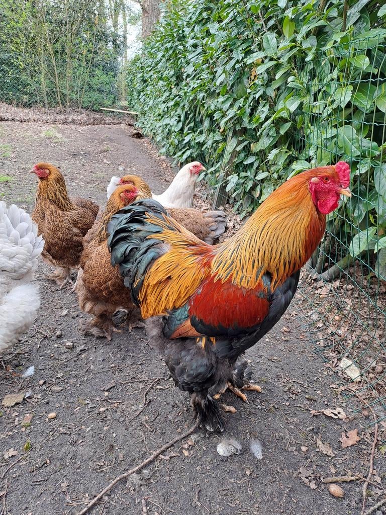 Broedeieren brahma groot meerzomig patrijs, Dieren en Toebehoren, Pluimvee, Geslacht onbekend, Kip