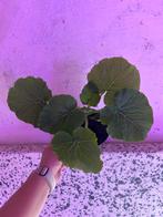 Bol courgette - courgette - snack komkommer, Ophalen, Minder dan 100 cm, Overige soorten, Zomer