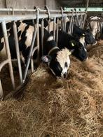 Dekstier, Mannelijk, Geit