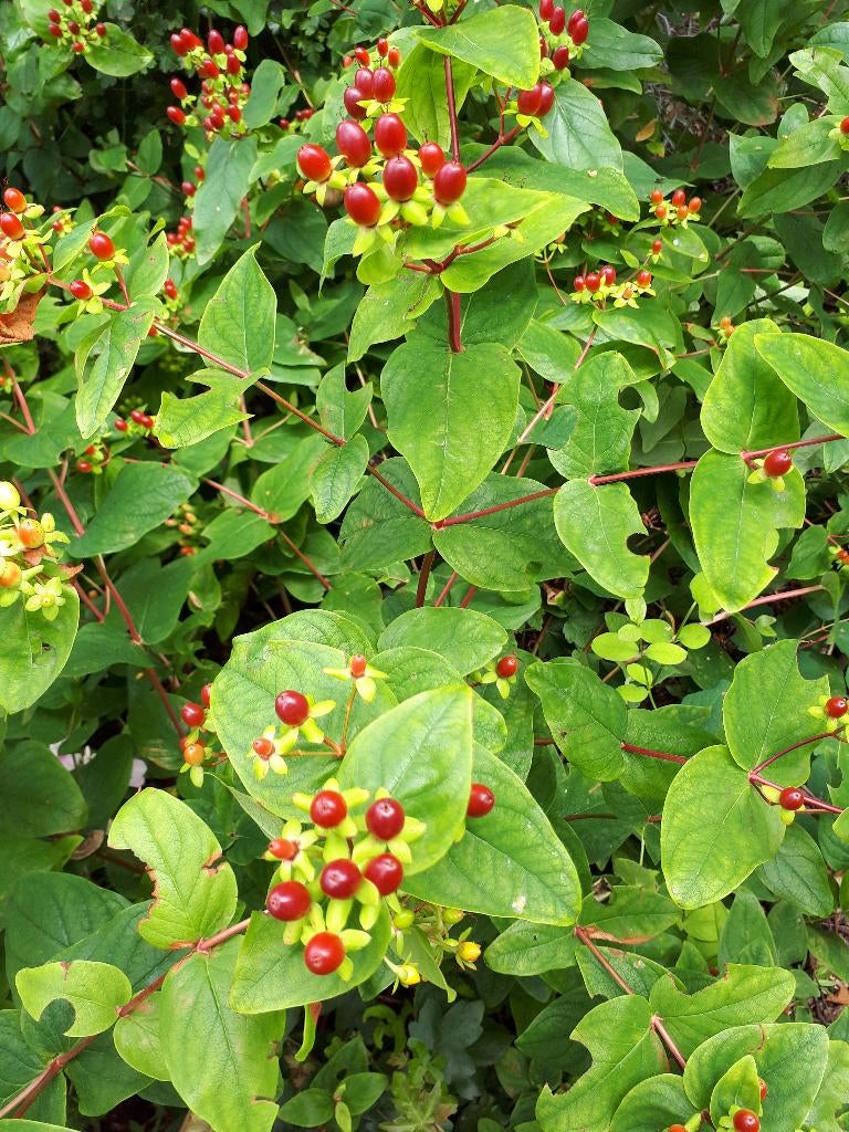 Hertshooi  / hypericum tuinplant biologisch, Ophalen, Vaste plant, Overige soorten, Volle zon