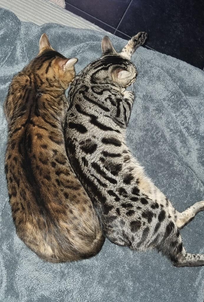 Benagalen, Dieren en Toebehoren, Kater, Gechipt