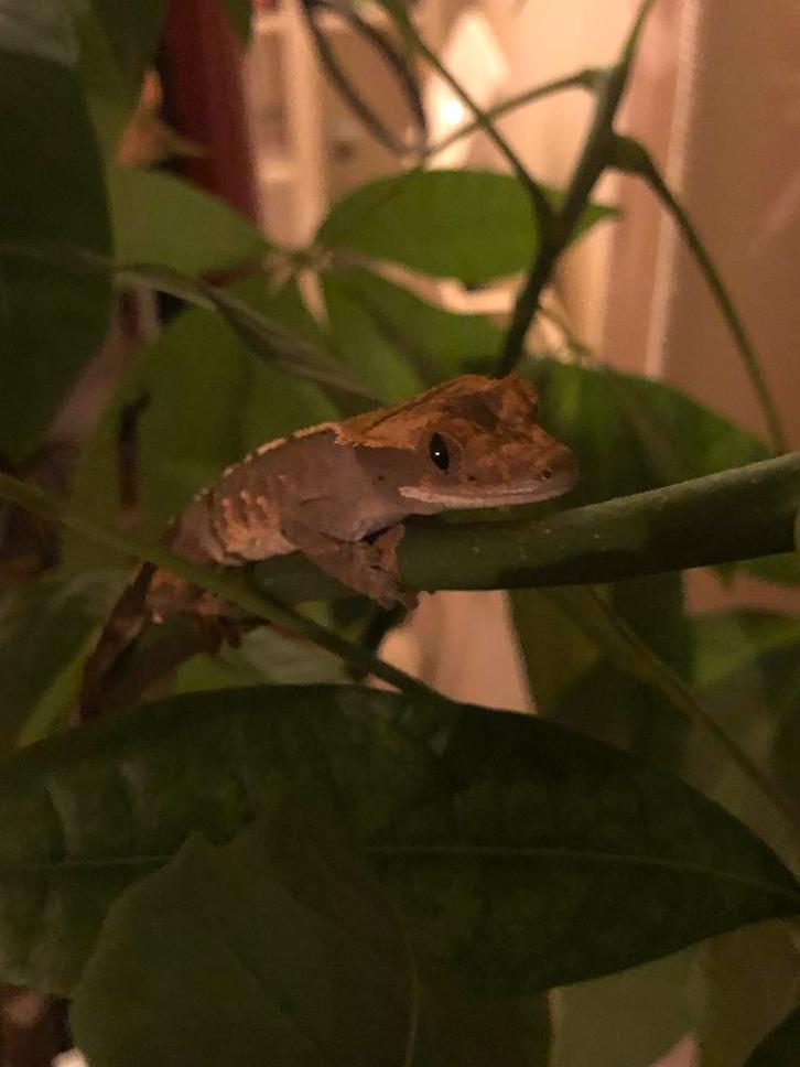 Wimpergekko - crested gecko Crested Gecko - male for sale from Huppertz