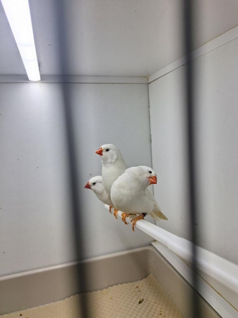 Witte zebravinken te koop, Meerdere dieren