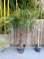 Winterharde Palmboom Trachycarpus Fortunei, Bloeit niet, 100 tot 250 cm, Palmboom, Ophalen