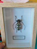 Opgezette Boktor in Lijst, Ophalen of Verzenden