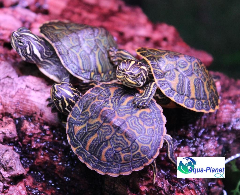 Pseudemys nelsoni, Dieren en Toebehoren, Schildpad, Tam, 0 tot 2 jaar