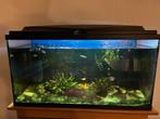 Aquarium 120 liter compleet met visjes, Ophalen, Gevuld zoetwateraquarium