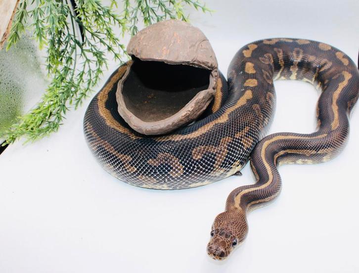 Ball Python/ Regius Python/Confusion cinnamon yb pos special Green Tree Python - female for sale from MysticEliteMorphsNL