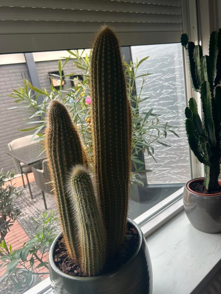 Cactus, Ophalen, Cactus, Volle zon, Minder dan 100 cm