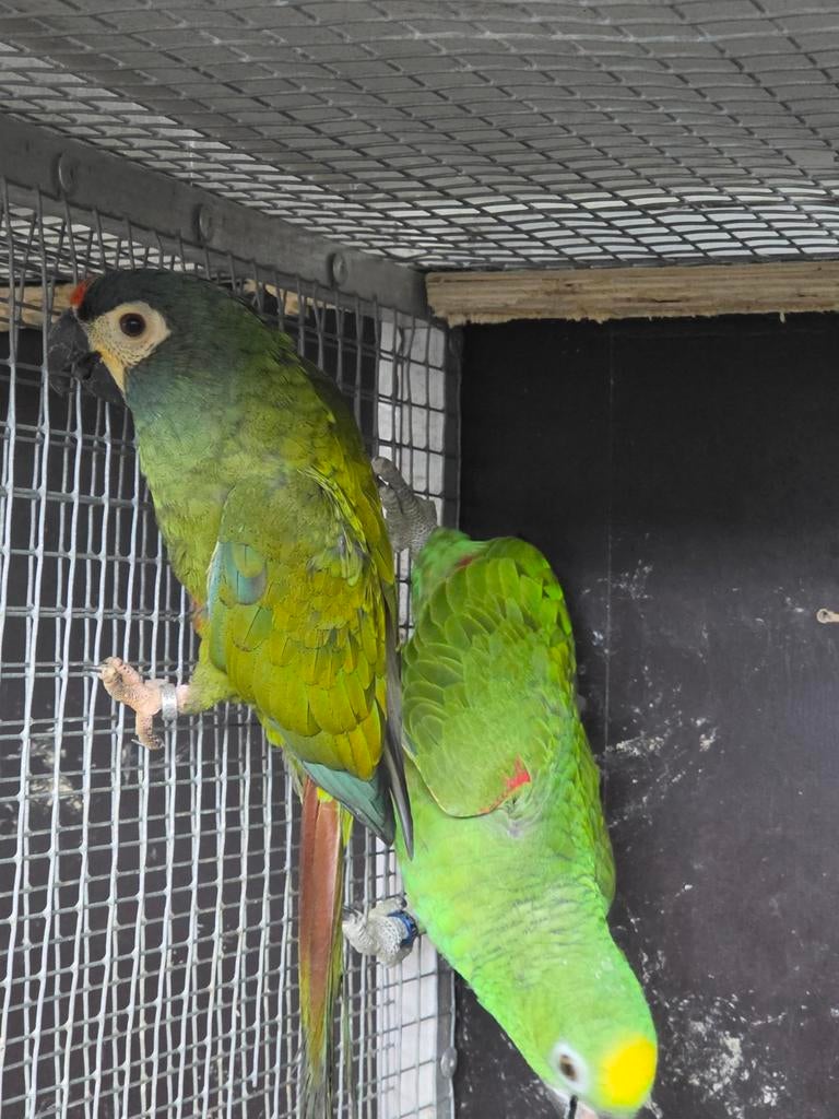 Te koop vele soorten vogels zie advertentie, Dieren en Toebehoren, Vogels | Parkieten en Papegaaien, Parkiet, Meerdere dieren