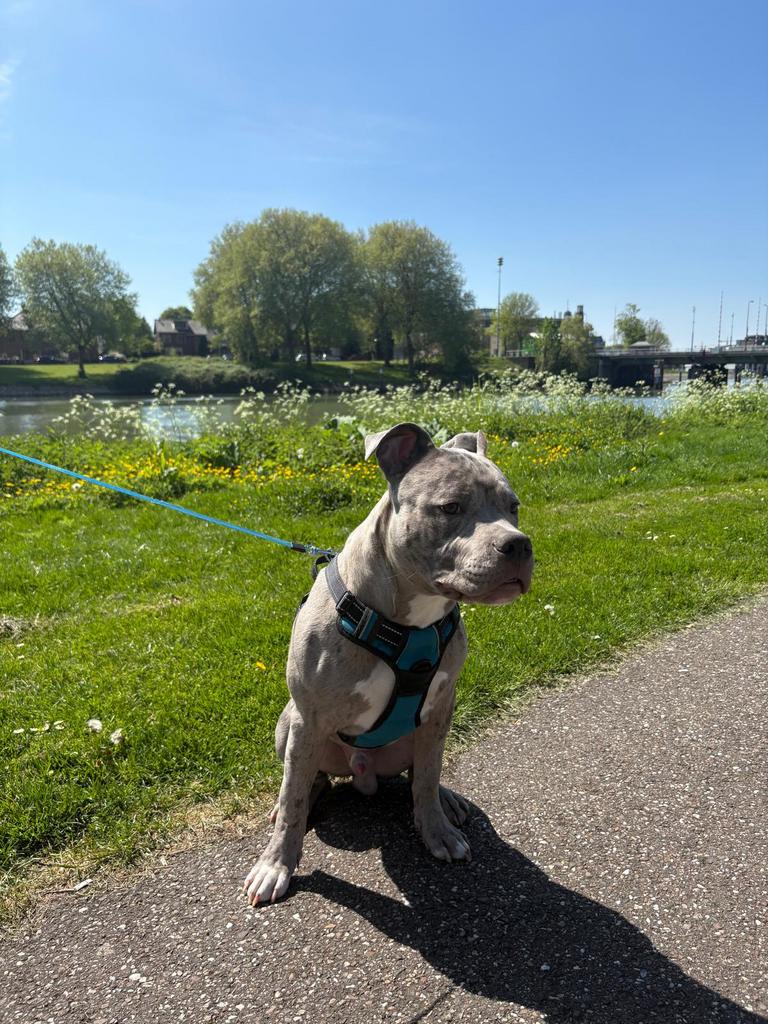 Goud mandje voor onze lieve storm, Parvo, Reu, 1 tot 2 jaar, Bulldog