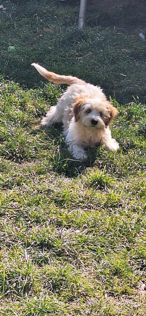 Herplaatsing boomer pup, Parvo, 8 tot 15 weken, Teef, Meerdere