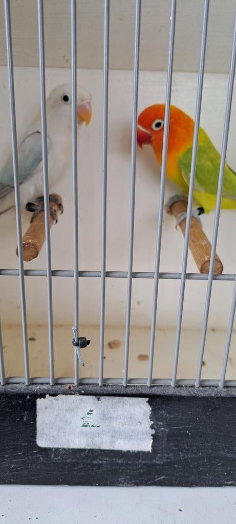 Agapornis Ficheri Dilute, Geslacht onbekend, Dwergpapegaai of Agapornis