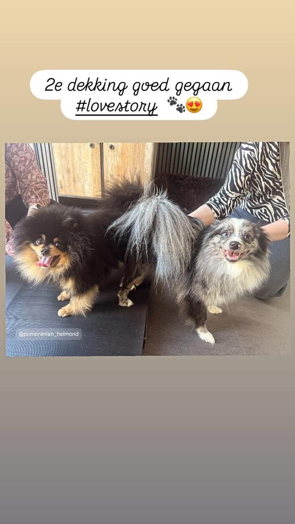 Nestaankondiging pomeranian x dwergkeeshond, Dieren en Toebehoren, Keeshond, 8 tot 15 weken, Meerdere, Meerdere dieren