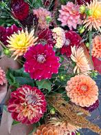 *****Dahlia"s diverse soorten ****, Ophalen of Verzenden, Volle zon, Knol