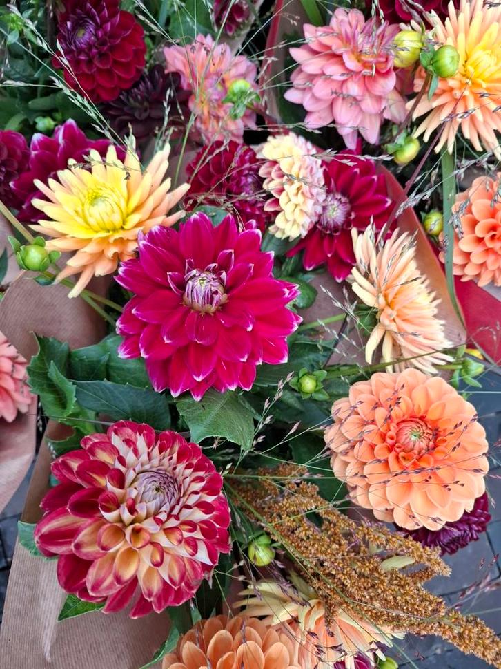 *****Dahlia"s diverse soorten ****, Tuin en Terras, Bloembollen en Zaden, Knol, Volle zon, Ophalen of Verzenden