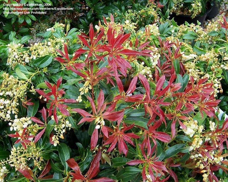 Pieris japonica in grote pot, Tuin en Terras, Planten | Tuinplanten, Ophalen, Overige soorten