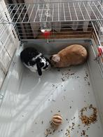 2 Hangoor Konijntjes incl Kooi, Meerdere dieren, Dwerg, Hangoor