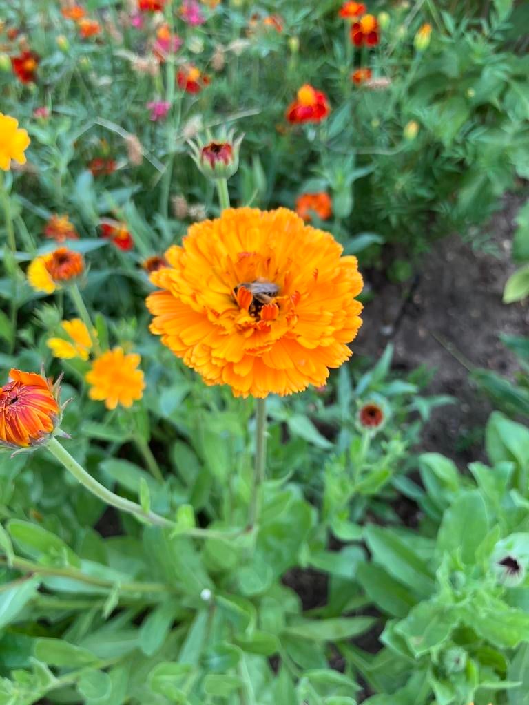 Zaden hoge Goudsbloem Calendula, Ophalen of Verzenden, Volle zon