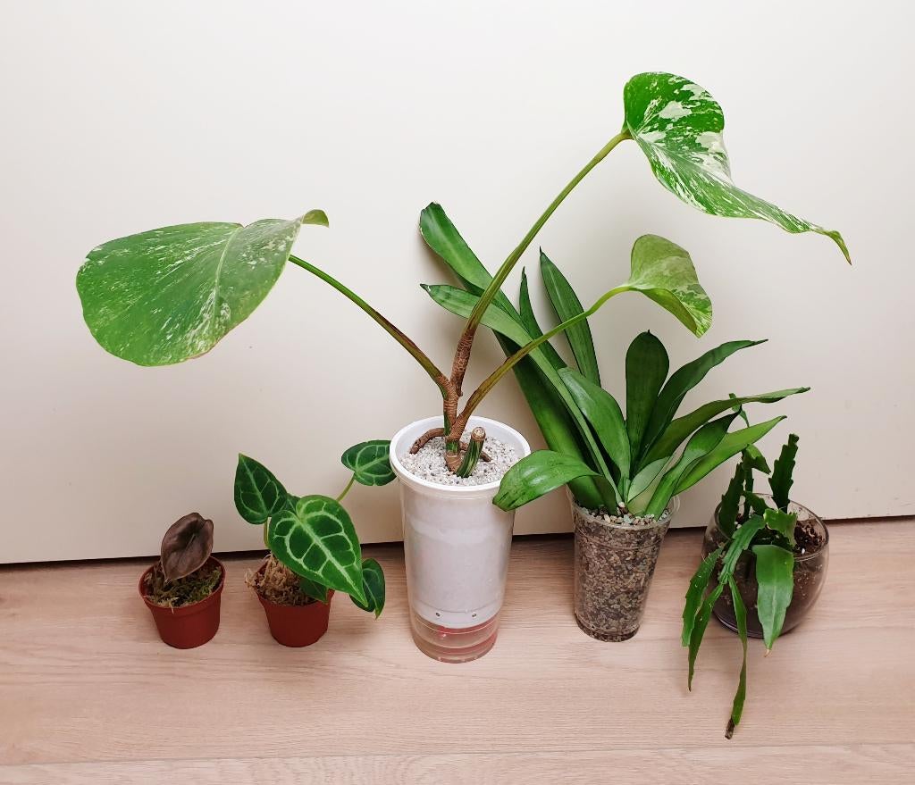 Set populaire kamerplantjes, anthurium, alocasia, monstera, Huis en Inrichting, Overige soorten, In pot, Minder dan 100 cm, Groene kamerplant