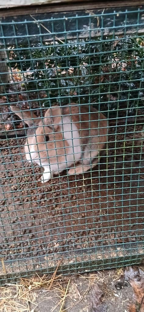 Mooie Ram te koop, Mannelijk, Klein, 0 tot 2 jaar