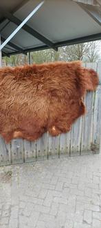 Xl Schotse hooglander vacht vloerkleed, Ophalen of Verzenden, Rechthoekig, 200 cm of meer, 200 cm of meer