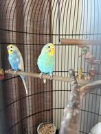 Lief jong koppel grasparkieten, Meerdere dieren, Parkiet, Tam