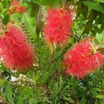 Callistemon op stam Rode Lampenpoetser, Ophalen, Vaste plant, Overige soorten, Volle zon